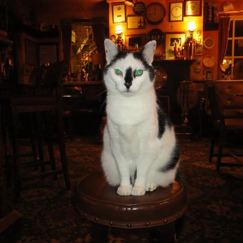 Black and white cat sitting on a stool inside The Hare Arms