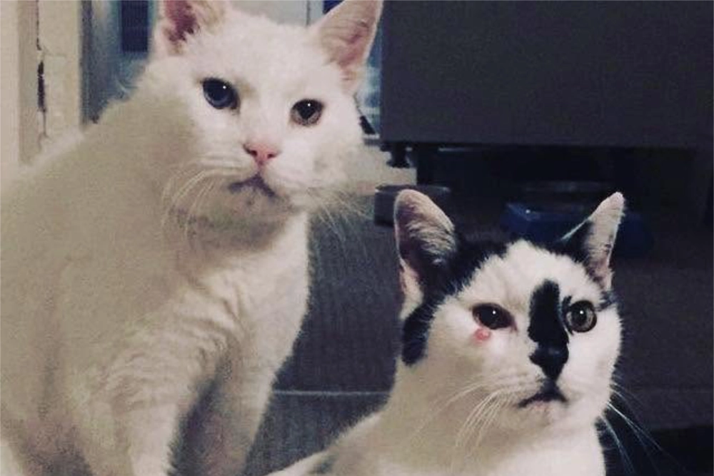Two white and black cats sitting together at The Hare Arms