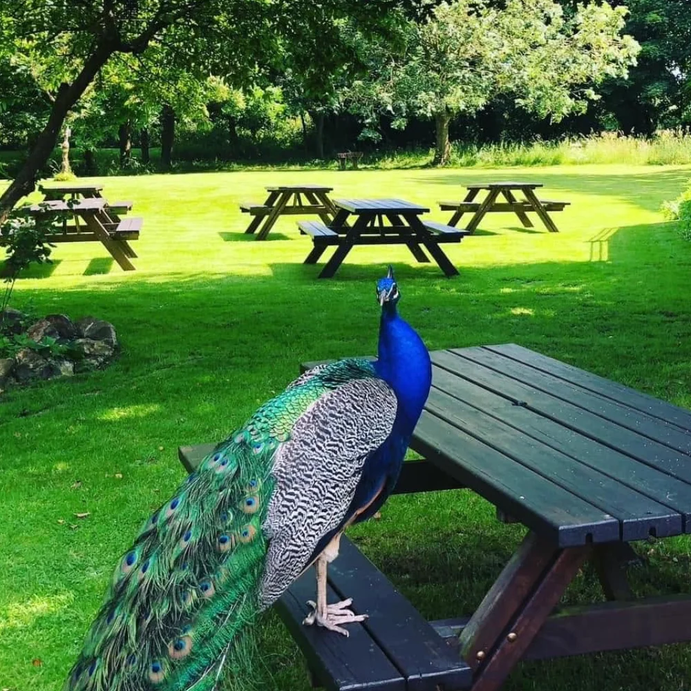 Peacock standing on a picnic bench in the gardens at The Hare Arms